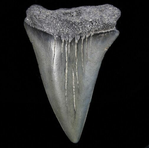 Fossil Mako Shark Tooth - Georgia #75193